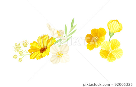 Set of delicate blooming yellow and white spring and summer flowers vector illustration Set of delicate blooming yellow and white spring and summer flowers vector illustration 92005325