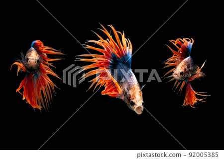 three action betta isolated on black background with clipping path 92005385