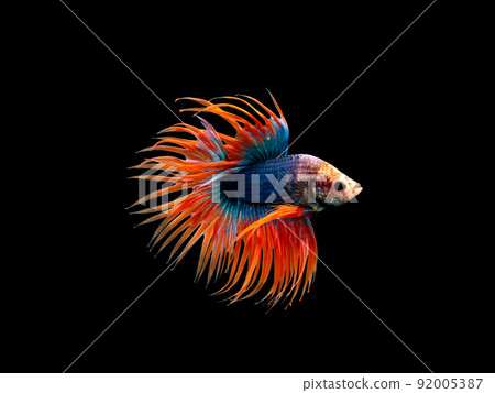 Crown Tail Betta, Siamese fighting fish, blue and orange coloured pla-kad Crown Tail Betta, Siamese fighting fish, blue and orange coloured pla-kad 92005387