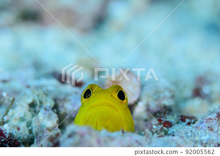 顎魚 顎魚 92005562