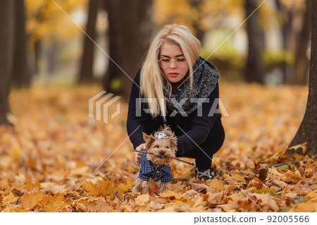 Yorkshire terrier with his owner 92005566