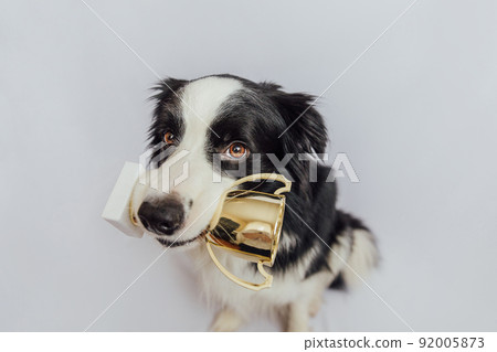 Cute puppy dog border collie holding gold champion trophy cup in mouth isolated on white background. Winner champion funny dog. Victory first place of competition. Winning or success concept 92005873