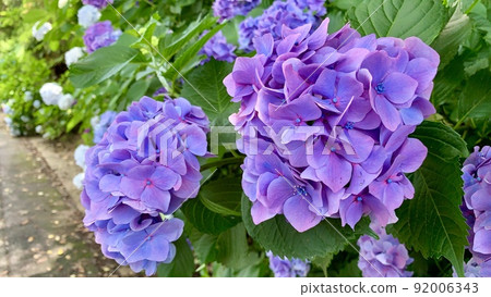 Western hydrangeas in full bloom (blue-purple) [Katahara Onsen Hydrangea Village/Gamagori City, Aichi Prefecture] 92006343