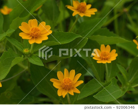 Dalberg daisy yellow flowers 92006346