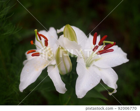 兩輪卡薩布蘭卡白花（公園花壇裡的白百合） 92006770
