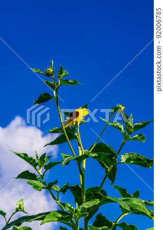 Sunflower 0033 92006785
