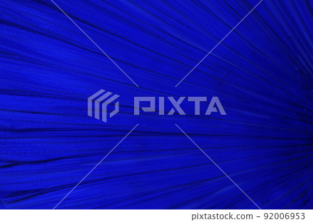 Creative  blue leaves layout, supernatural concept.  palm leaf blue 92006953