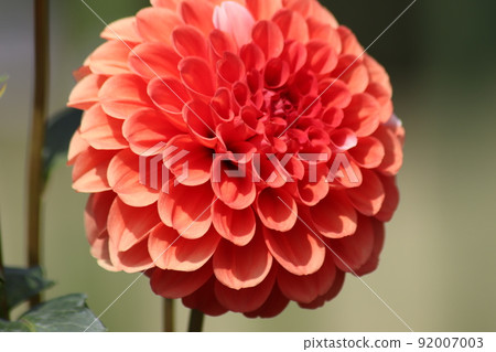 Dahlia flowers in full bloom Dahlia flowers in full bloom 92007003