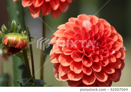 A round, radial orange dahlia A round, radial orange dahlia 92007004