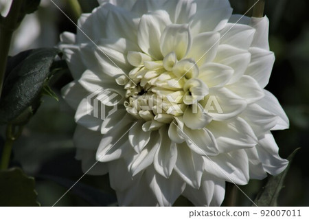 白色大麗花花語是豐富的愛 白色大麗花花語是豐富的愛 92007011