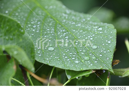 Water drops and leaves after the rain 92007028