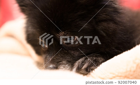 放鬆博美犬 放鬆博美犬 92007040