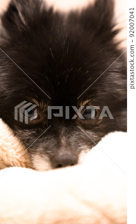 放鬆博美犬 放鬆博美犬 92007041