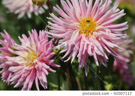 Many dahlia flowers blooming in Umami Hill Park 92007117