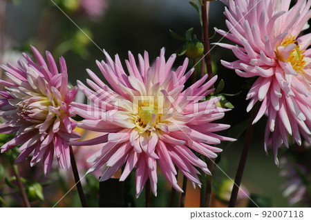 Flower-shaped dahlia with pointed petals Flower-shaped dahlia with pointed petals 92007118