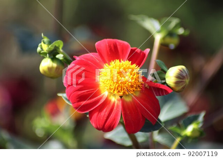 The name Dahlia comes from the name of a botanist 92007119