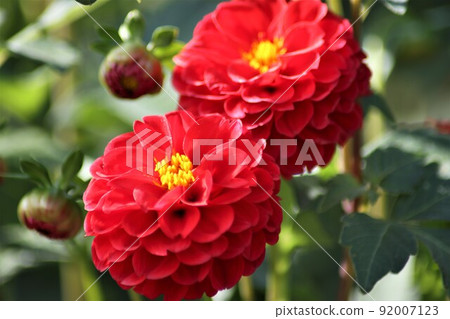 Red dahlia flower language is splendid 92007123