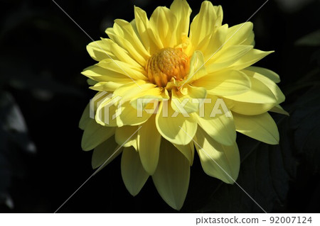 Dahlia flowers with a refreshing yellow color Dahlia flowers with a refreshing yellow color 92007124