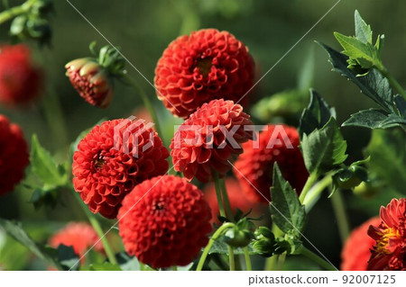 Dahlia flower with a round shape like a ball Dahlia flower with a round shape like a ball 92007125