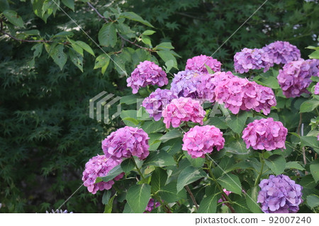 一片綠葉林的風景，樹木盛開，紫色和深粉色的繡球花 92007240