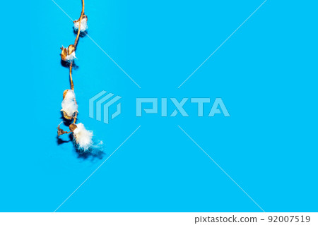 Poplar fluff worm on blue background, abstract natural pattern Poplar fluff worm on blue background, abstract natural pattern 92007519
