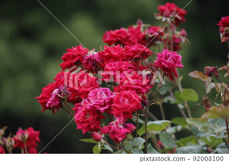 Arao City Ominous Citizen Flower Bed Rose Flower, 92008100