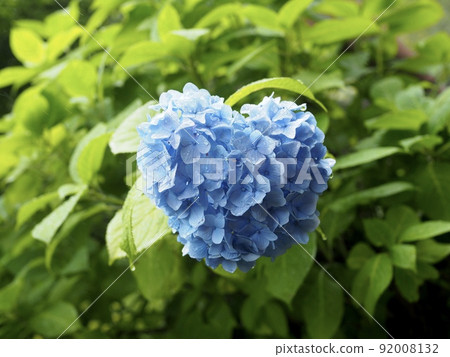 Kamakura's heart-shaped hydrangea 92008132