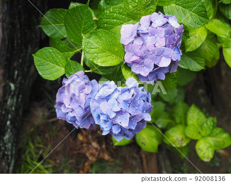 鎌倉的繡球花 鎌倉的繡球花 92008136