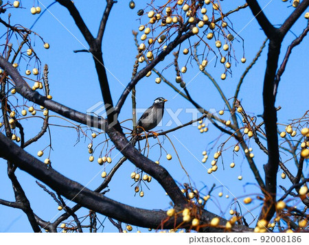 A starling perched on a branch of a tree in Chinaberry 92008186