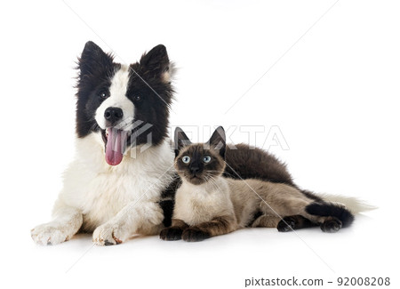 young Yakutian Laika and cat young Yakutian Laika and cat 92008208