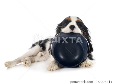 puppy cavalier king charles and bowl 92008214
