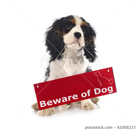 puppy cavalier king charles 92008215