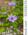 Flowering lilac Clematis  92008230