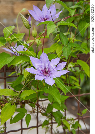 Flowering lilac Clematis  92008230