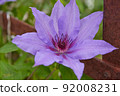 Flowering lilac Clematis  92008231