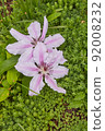 Flowering lilac Clematis  92008232
