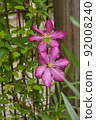 Flowering Pink Clematis  92008240