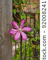 Flowering Pink Clematis  92008241