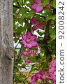Flowering Pink Clematis  92008242