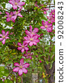 Flowering Pink Clematis  92008243