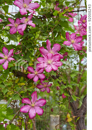 Flowering Pink Clematis Flowering Pink Clematis 92008243