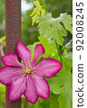 Flowering Pink Clematis  92008245