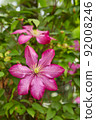 Flowering Pink Clematis  92008246