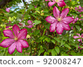 Flowering Pink Clematis  92008247