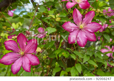 Flowering Pink Clematis  92008247