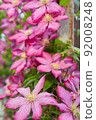 Flowering Pink Clematis  92008248