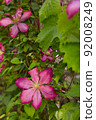 Flowering Pink Clematis  92008249