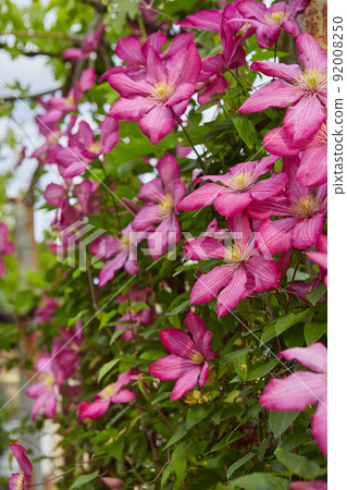 Flowering Pink Clematis  92008250