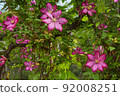 Flowering Pink Clematis  92008251