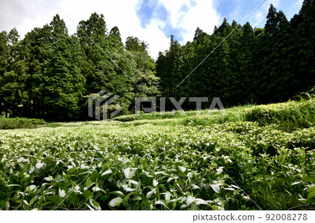 半夏庭園（岡田之谷）[奈良縣三江村] 92008278